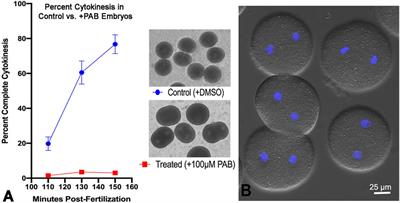 Cytokinetic contractile ring structural progression in an early embryo: positioning of scaffolding proteins, recruitment of α-actinin, and effects of myosin II inhibition